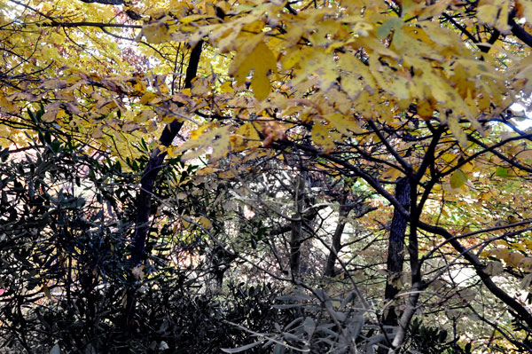 fall colors on a narrow, curvy, dirt road